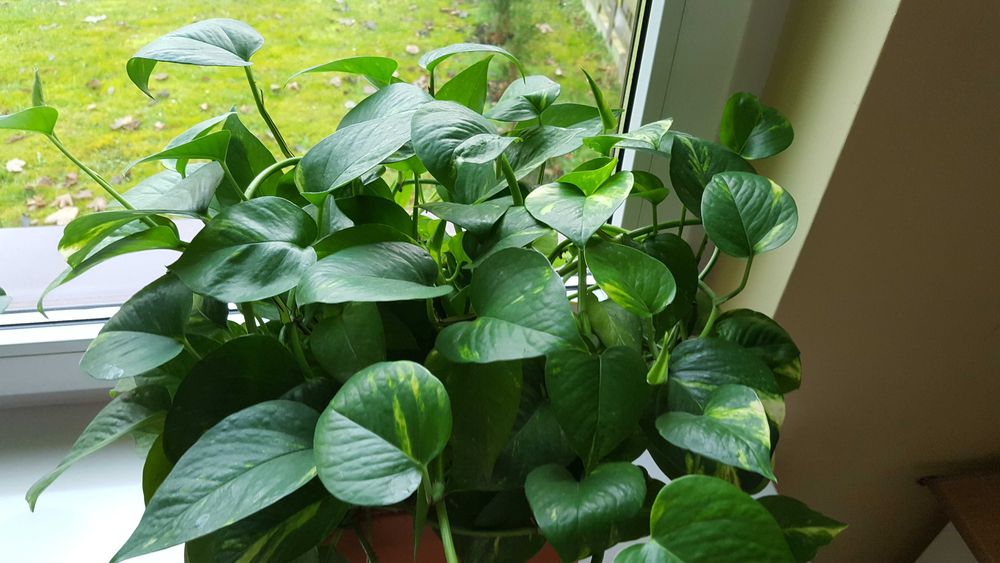 pnący kwiat doniczkowy - okaz  3 letni- epipremnum złociste