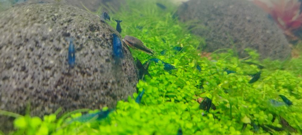 Camarões neocaridinas blue dream 10 camarões 12€