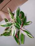 Stromanthe sanguinea Triostar gęsta sadzonka
