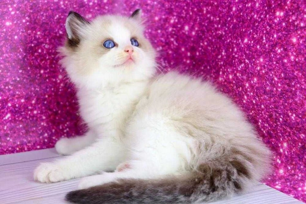 Мальчишка регдолл. Голубоглазый