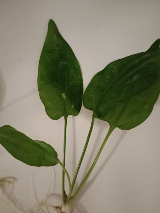 Kryptokoryna pontederiifolia, zwartka