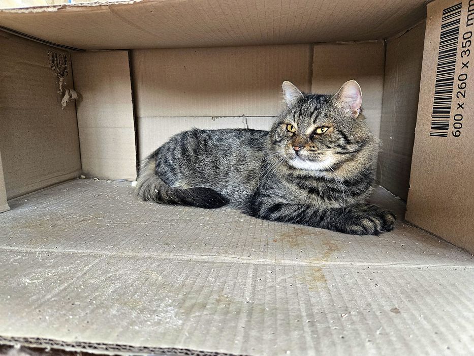 Спокійний котик 7-8 років