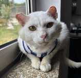 Gatinho 2 anos para adoção