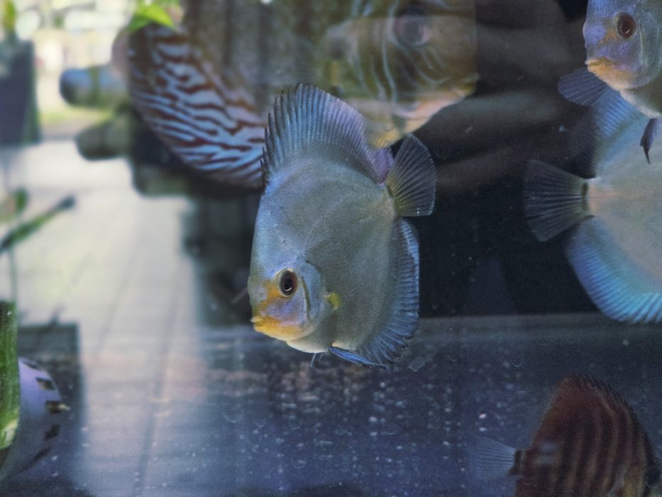 Paletki dyskowce blue diamond