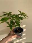 Muda de  ora-pro-nóbis em vaso - Pereskia aculeata