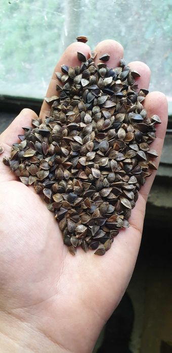 Gryka zbiór 2025 niepryskana, oczyszczona