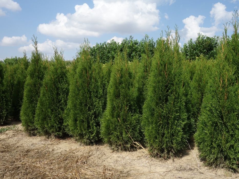 Tuje Szmaragd 100,120,140,150,160 cm! Thuja Smaragd! Tuja! Sadzenie!