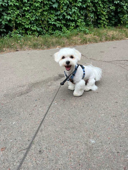 В'язка, хлопчик, мальтійська болонка