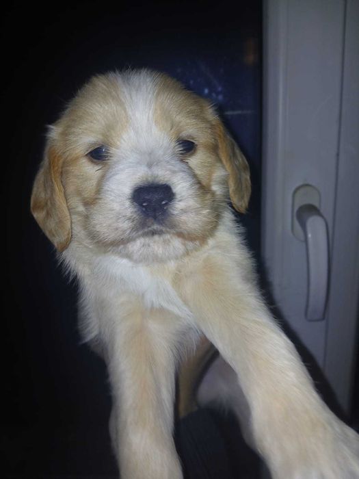 Szczeniaki do oddania Podkarpacie Besko. Koło sanoka