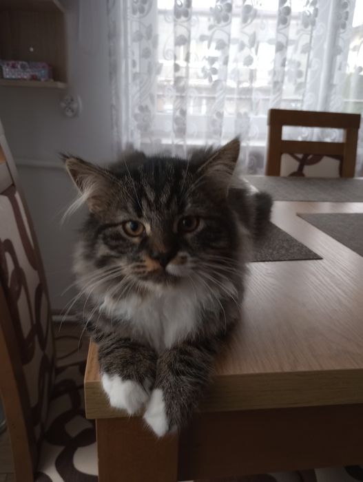 Kocurek syberyjski neva masquerade z rodowodem