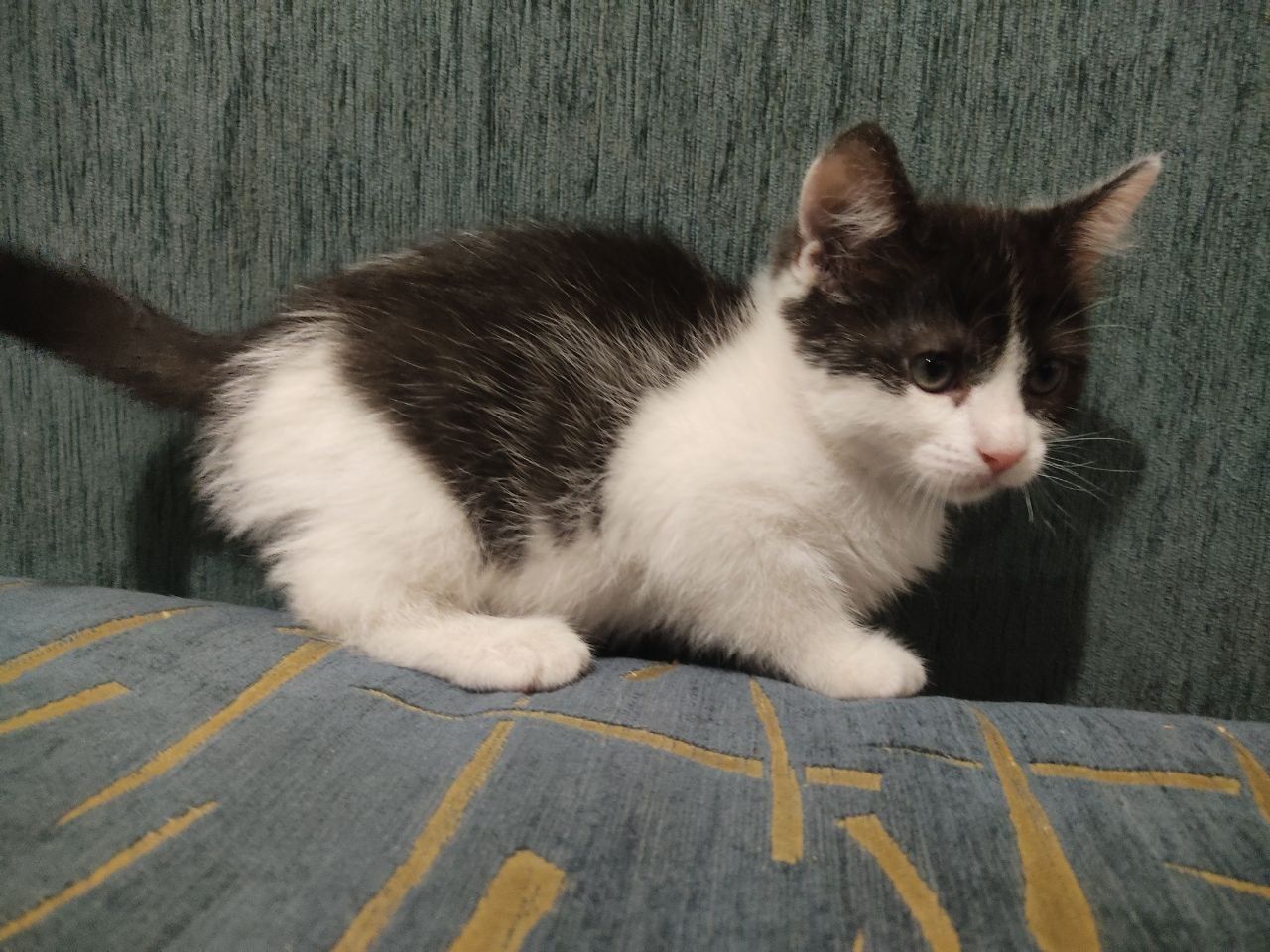 3 кошенята дівчинки 2 місяців