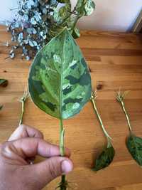 aglaonema pictum tricolor