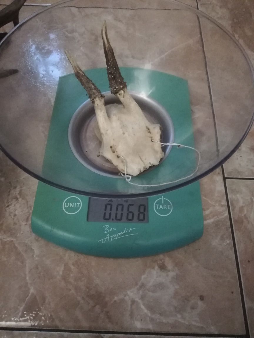 Czaszki rogi kozlece porostki