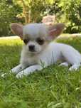 Mini chłopczyk chihuahua
