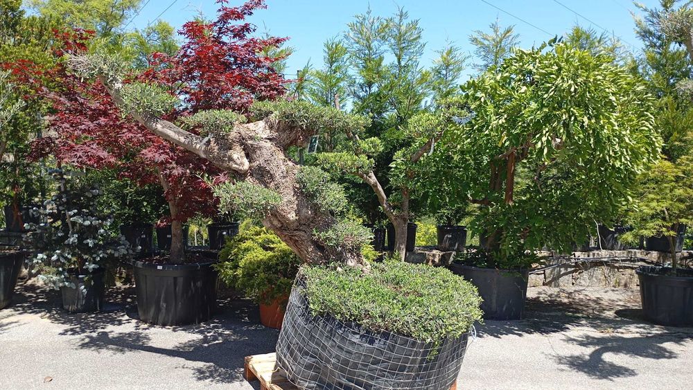 Oliveiras centenárias para jardim