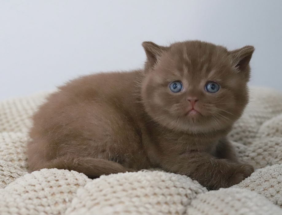 Macho British  Shorthair Chocolate