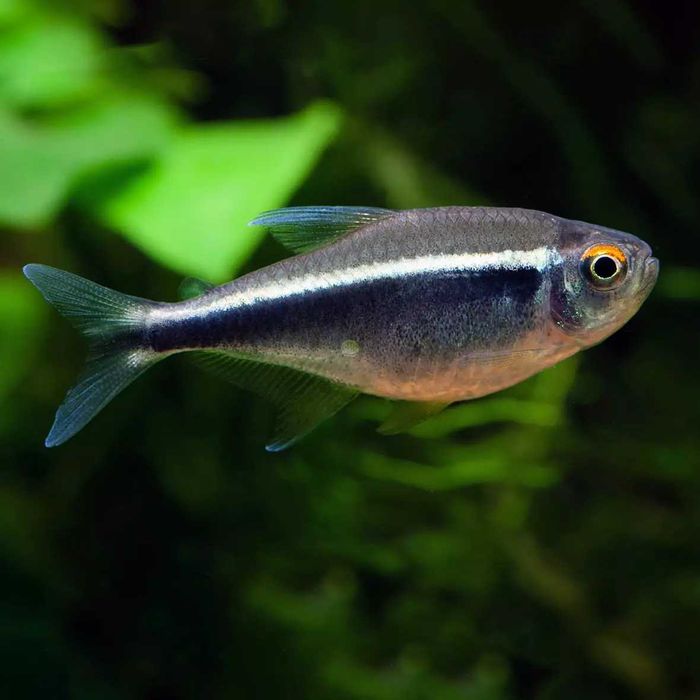 GB Neon Czarny | Pakiet 100+ szt. - dowóz ryb!