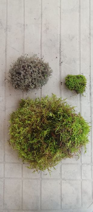 Musgo Natural para Presépio