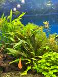 Rośliny akwariowe - Cryptocoryne