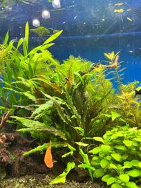 Rośliny akwariowe - Cryptocoryne