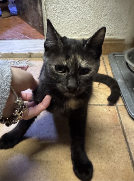 Gatinhos para adoção