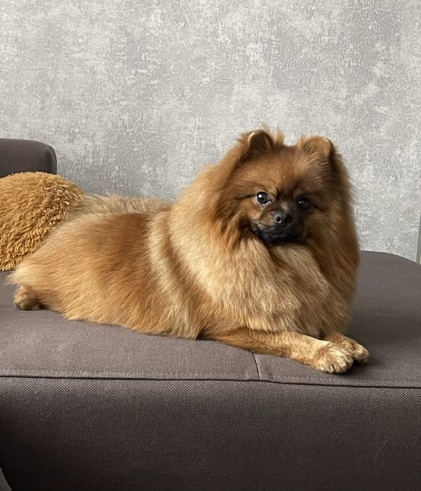 Померанский шпиц. Кобель. Вязка