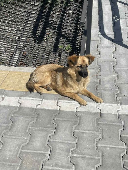 Шукає родину цуциня