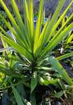 Yuca - planta em vaso