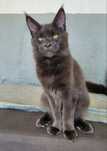 Aspen - koteczka Maine Coon gotowa na nowy domek
