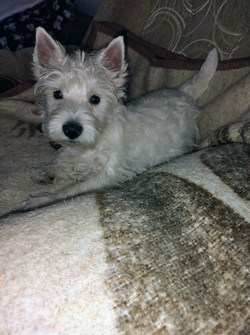 West highland white terier-piesek/FCI/ sprzedam