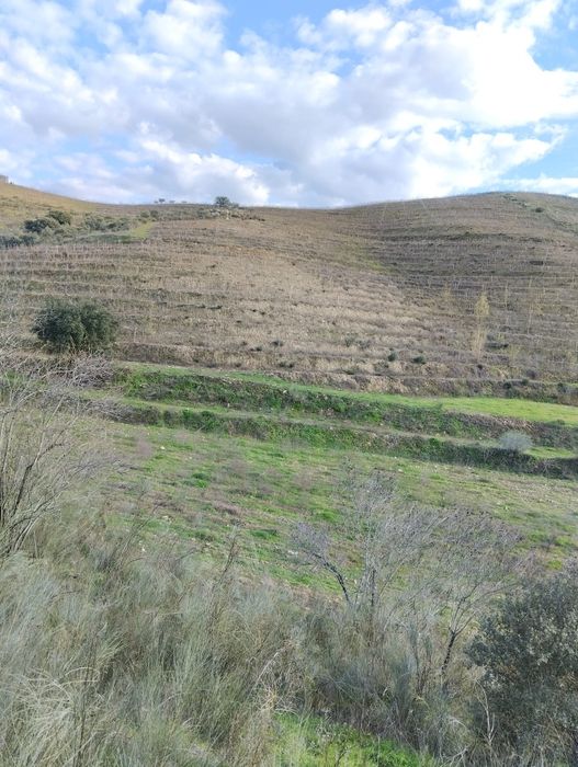 Vendo terreno com plantação de vinhas e amendoal - Muxagata