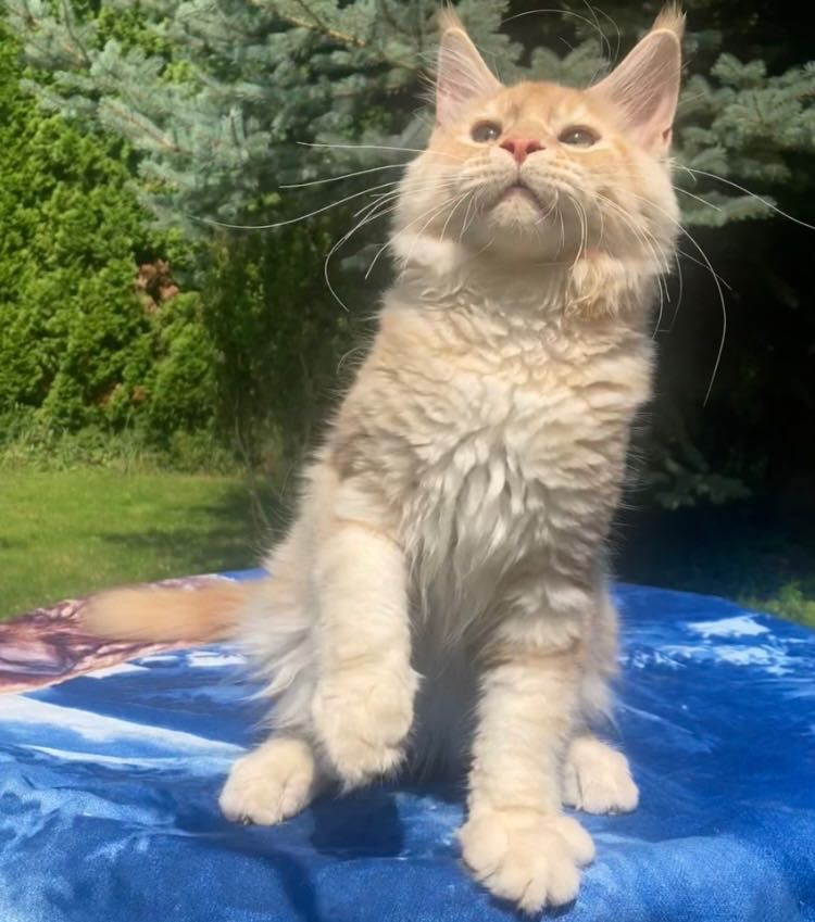 Maine Coon po importach ! Piękny kocurek !