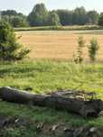 Drzewo drewno  oddam  za darmo