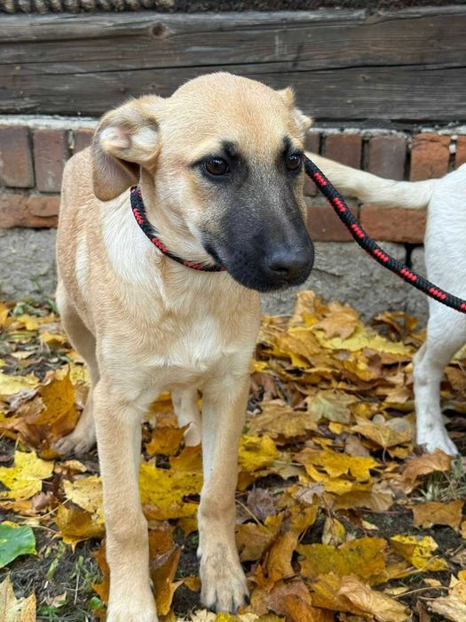 Młoda dama Petunia do pokochania