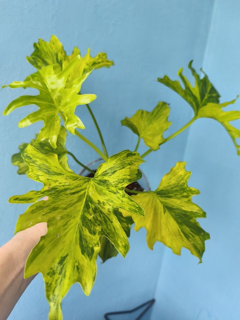 Філодендрон Селло варієгатний Selloum variegata