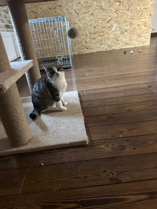 Кошечка 3,5 мес срочно ищет дом! Котенок, котик отдам