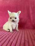 Chihuahua urocza mini sunia Jasmina