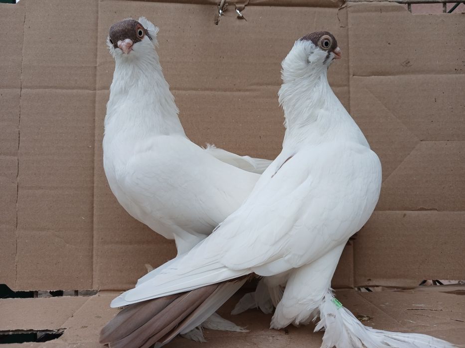 Gołębie krymki białostockie 2025