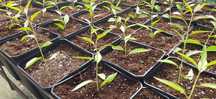 Plantas de amendoeiras ENXERTADAS GF677