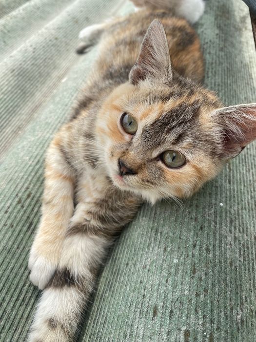 Кошечка мишеловка. В добрі руки.