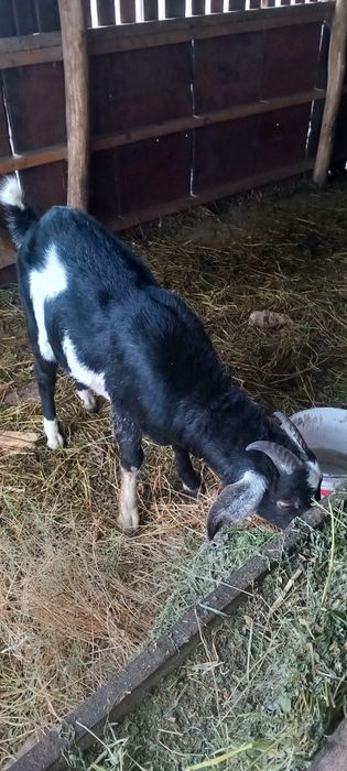 Продаю Англо-нубійський козлик