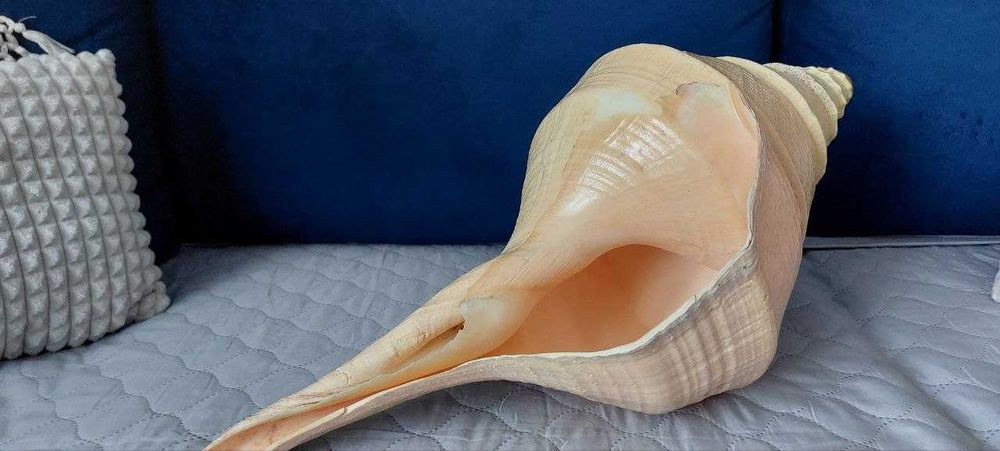 Syrinx Aruanus Concha *róg sygnałowy XXXL* 62 cm +Cassis Cornuta 20cm