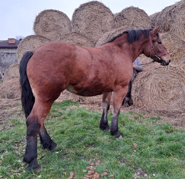 Klacz źrebica zimnokrwista