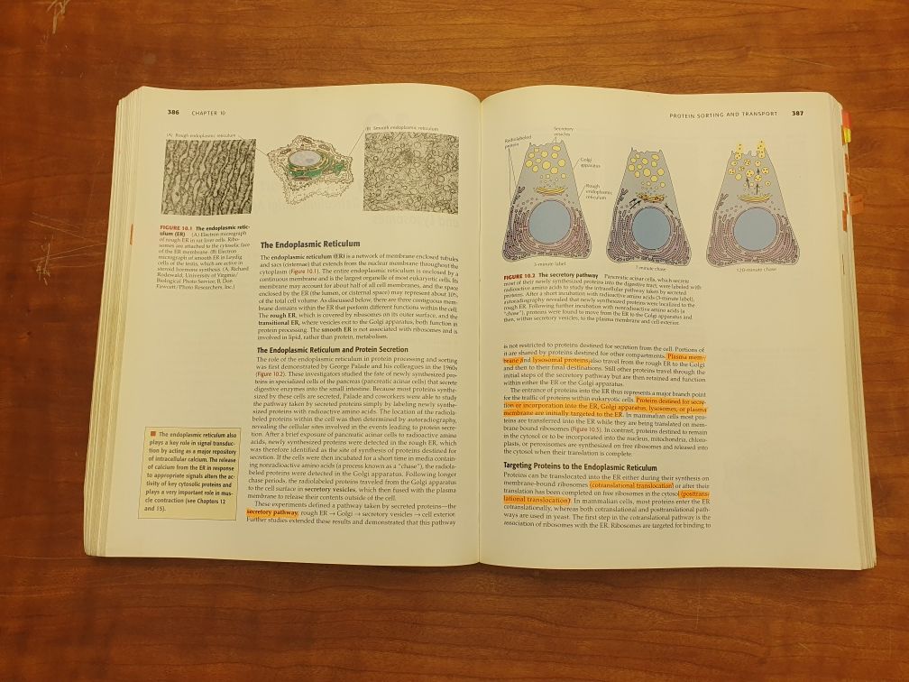 The cell - a Molecular approach