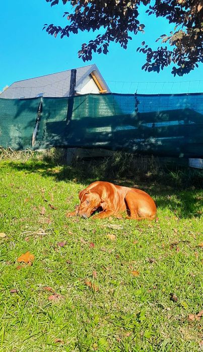 Wystawowa– Ostatnia - Sunia- Rhodesian Ridgeback ZKwP +Paszport