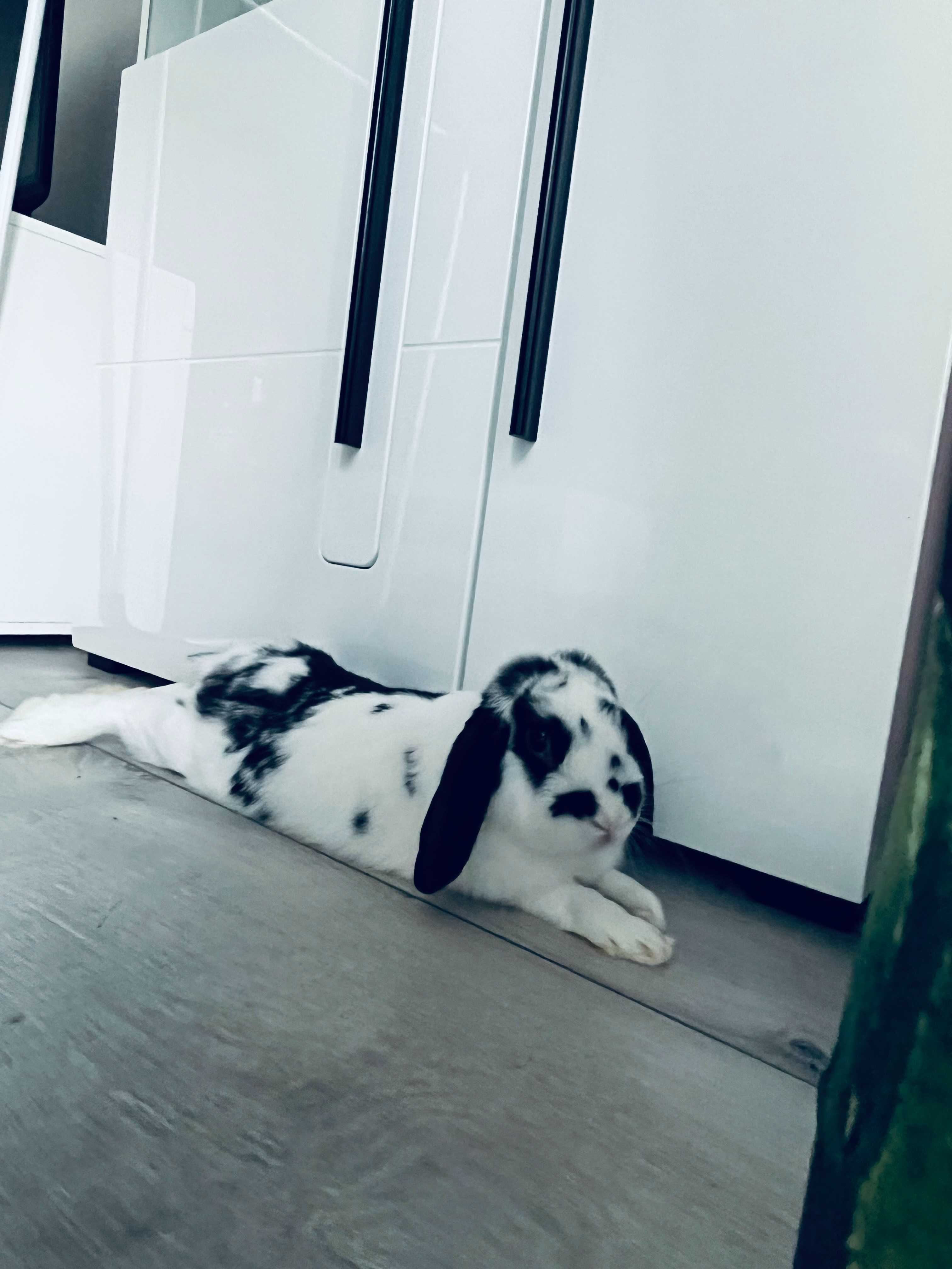 Królik MINI LOP samiec bardzo oswojony baranek miniaturowy