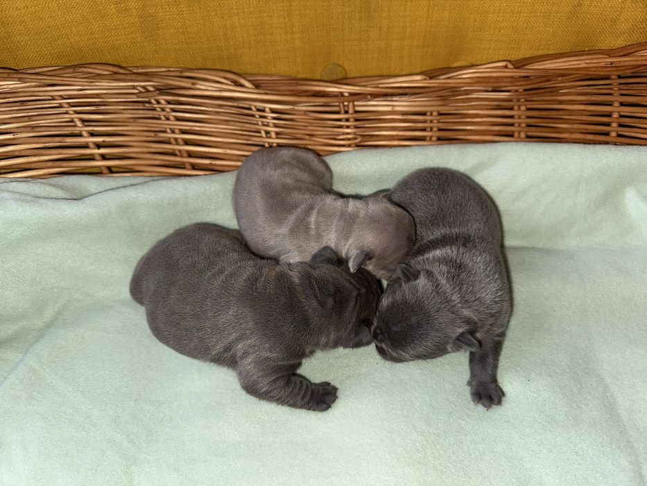 Buldog francuski (dziewczynki )  linia Big-Rope