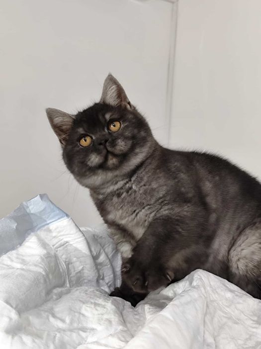 British macho preto fumada - pêlo tipo veludo