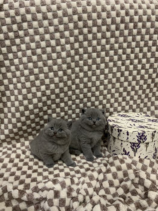 Кошенята шотланські