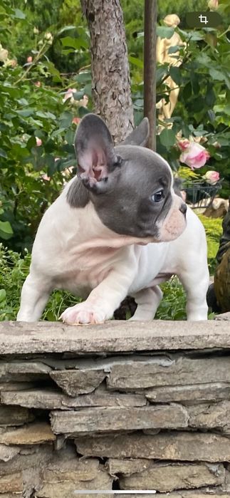 Голубо белая бульдожка